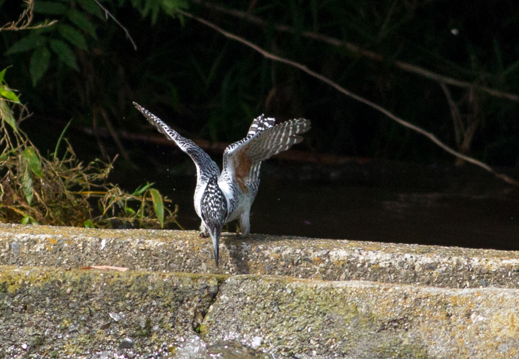 あ...おとした....