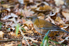 今日のI公園の野鳥たち　04