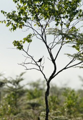 ノビタキ ノビタキ