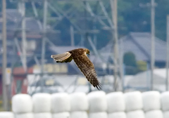 チュウヒ