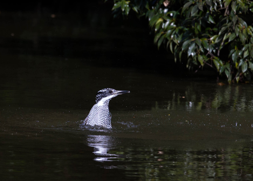 Crested kingfisher 01
