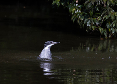 Crested kingfisher 01