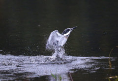 離水