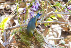ソウシチョウ