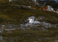 Megaceryle lugubris 01