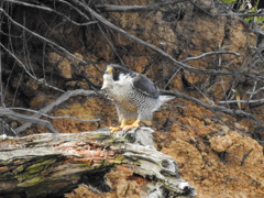 超望遠で100ｍ先のハヤブサ　05