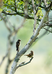 ノビタキ 幼鳥 ノビタキ 幼鳥
