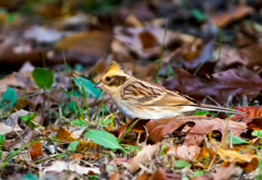 ミヤマホオジロ ミヤマホオジロ