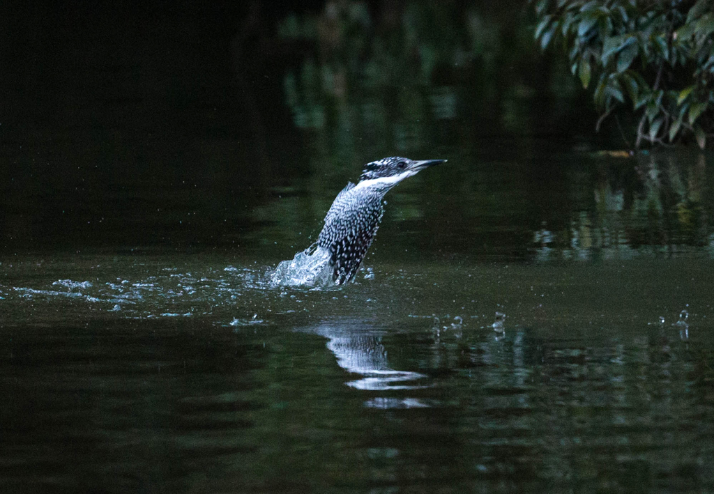 Crested kingfisher 17