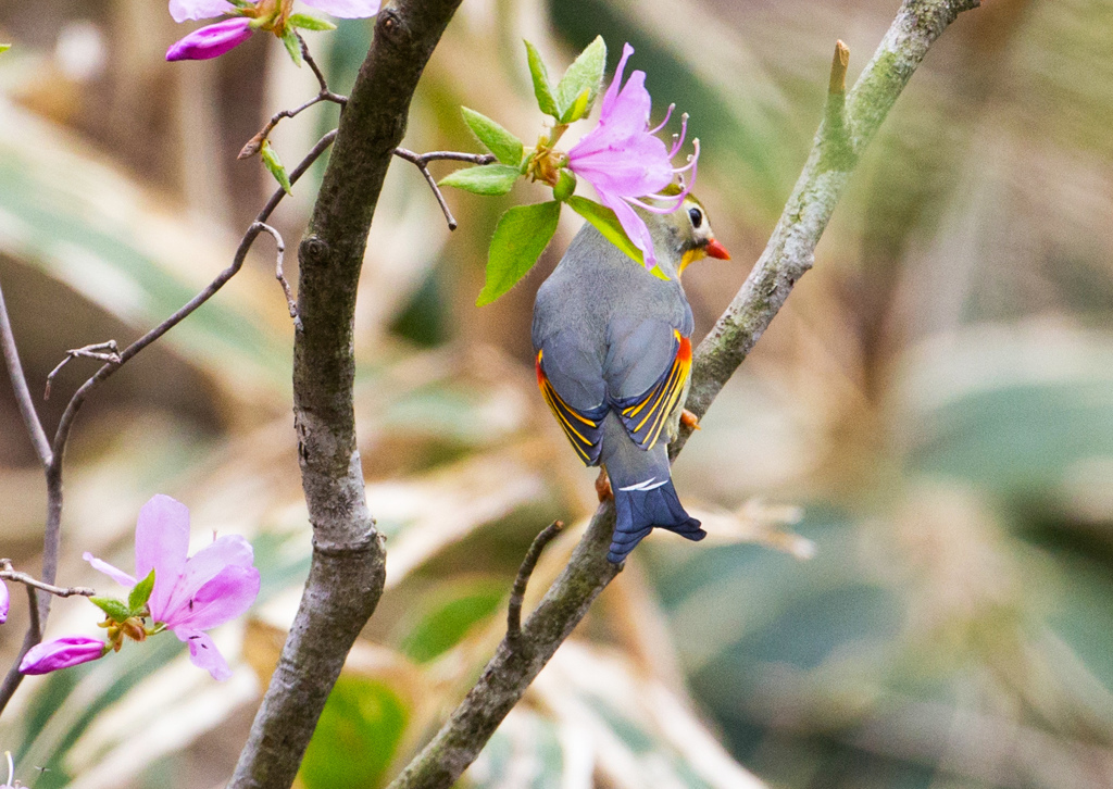 ソウシチョウ　Part2
