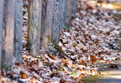 トラツグミ トラツグミ