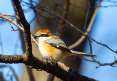 今日のI公園の野鳥たち　03