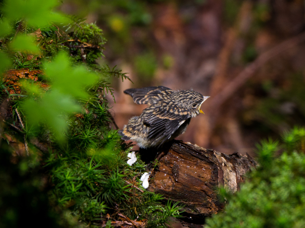 もっとちょうだい～～