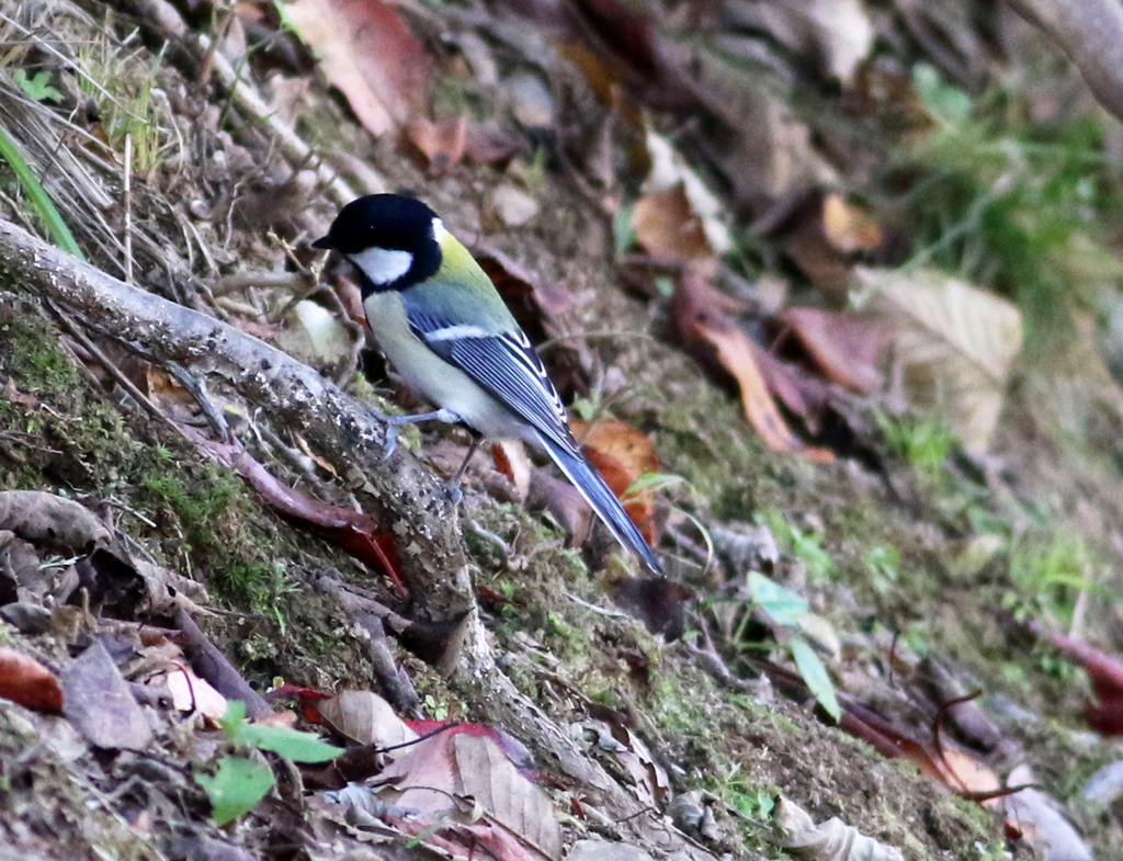 ISO1600 試し撮り05