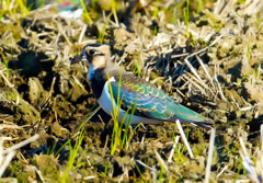 今日の出会い06　　タゲリ