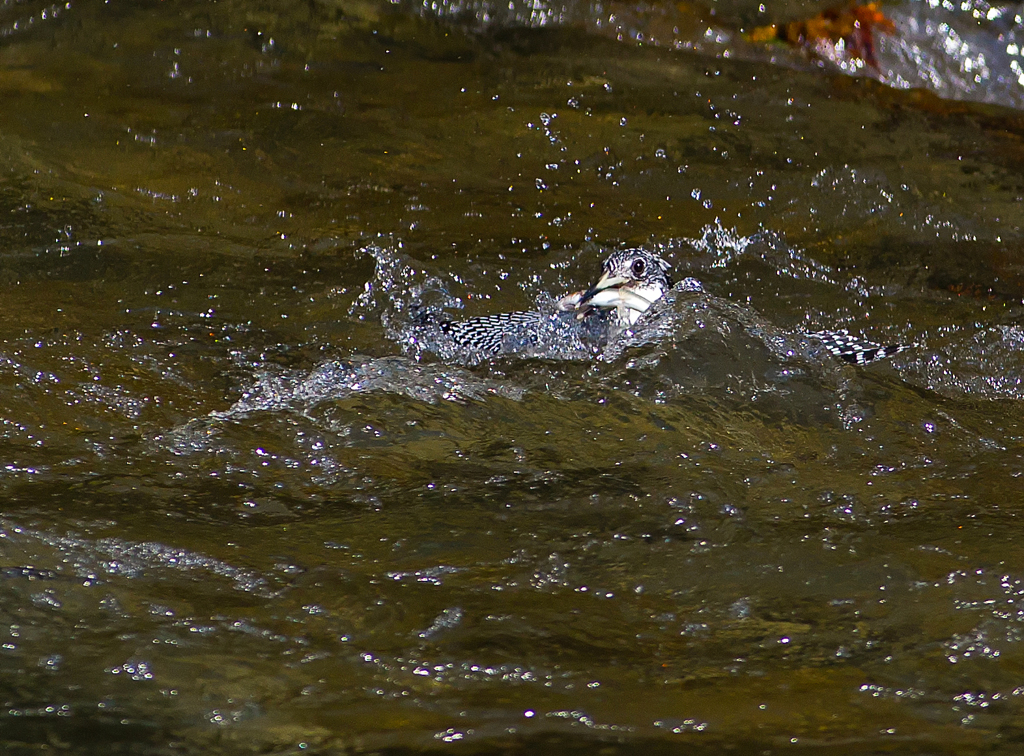Megaceryle lugubris 02