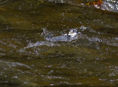 Megaceryle lugubris 02