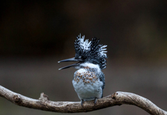Crested kingfisher 19