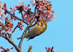 サクラにメジロ