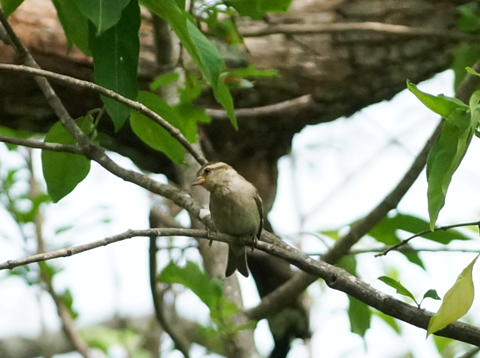 ニュウナンスズメ　幼鳥