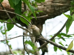 ニュウナンスズメ 幼鳥 ニュウナンスズメ 幼鳥