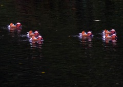 オシドリ オシドリ
