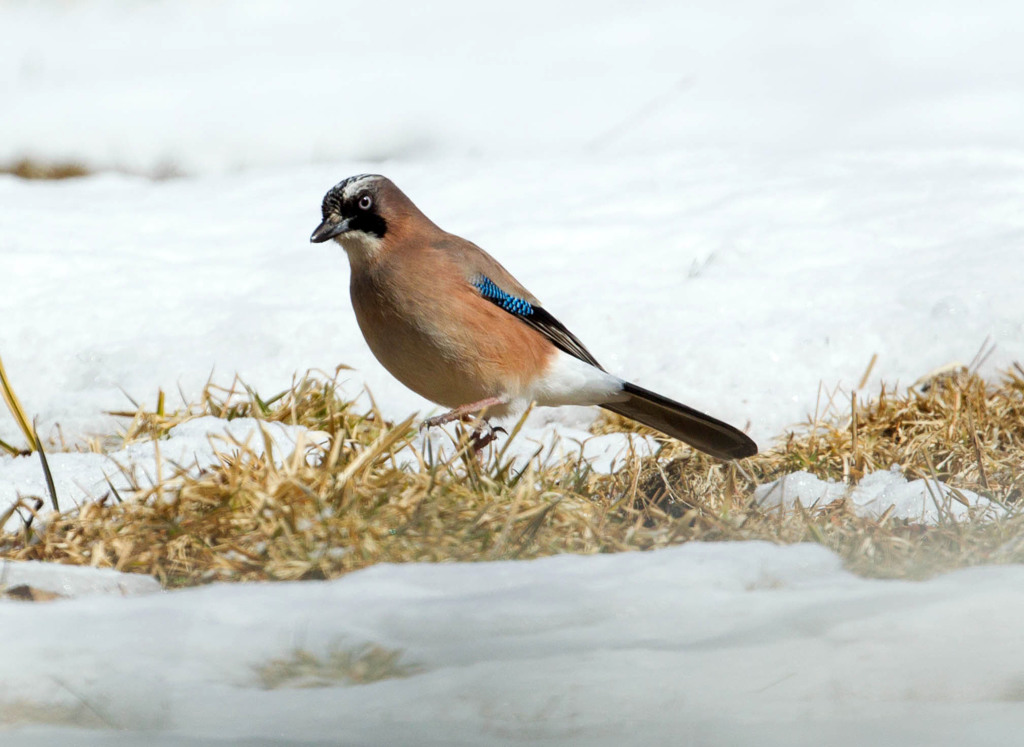 今日のお鳥さん　雪カケス