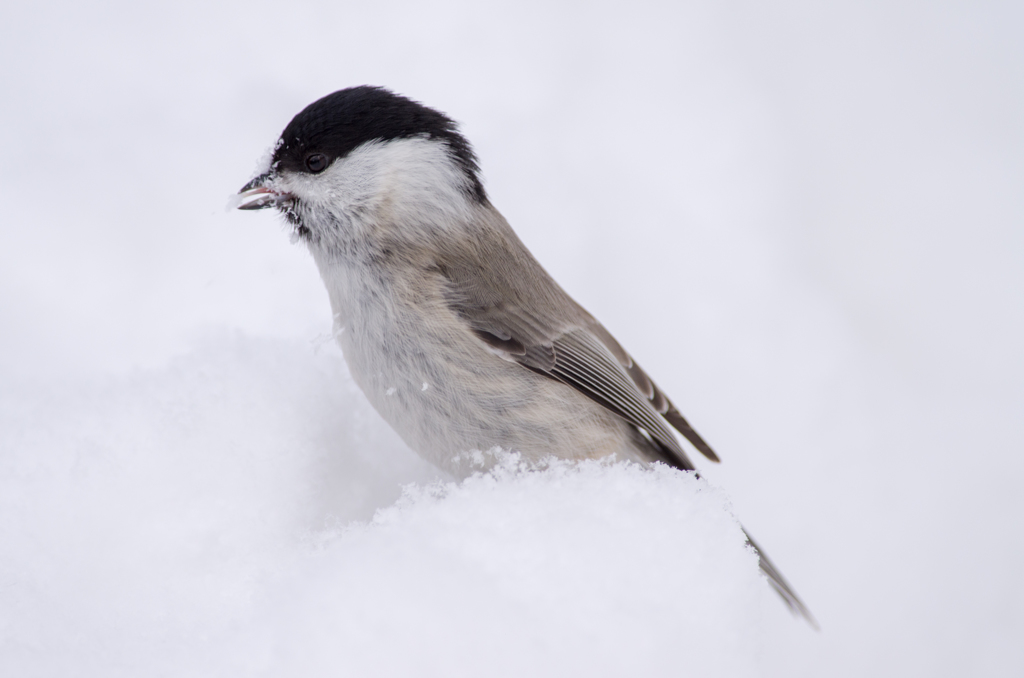 雪の中から、こんにちわ