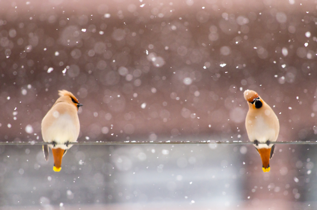 ふたり仲良く雪遊び