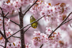 桜メジロ