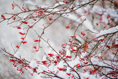 雪の中、真っ赤な粒の花が咲く