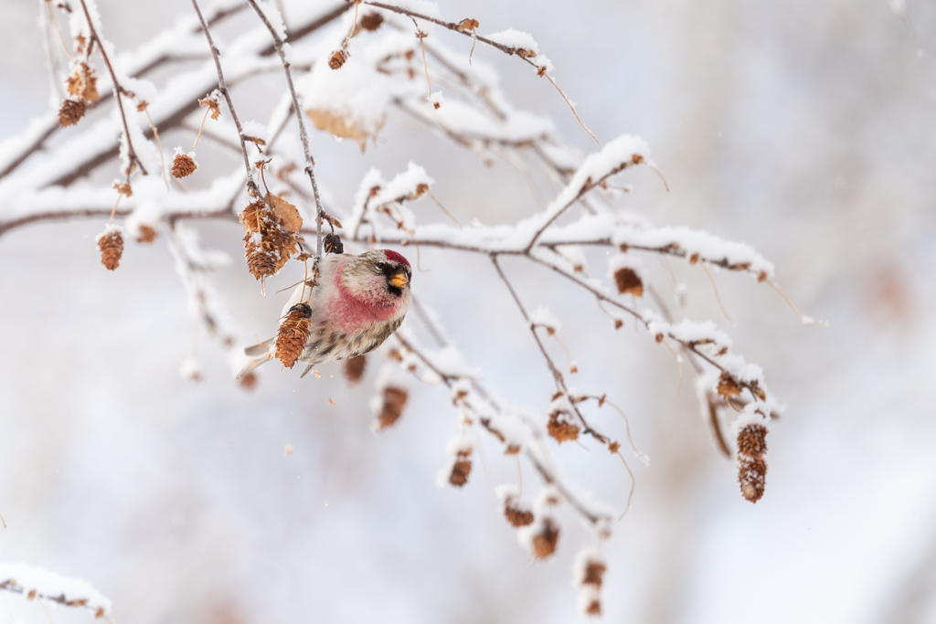 雪にベニヒワ