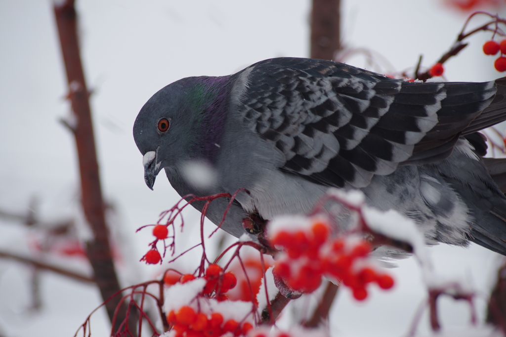 鳩に紅