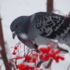 鳩に紅