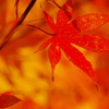 紅葉　1