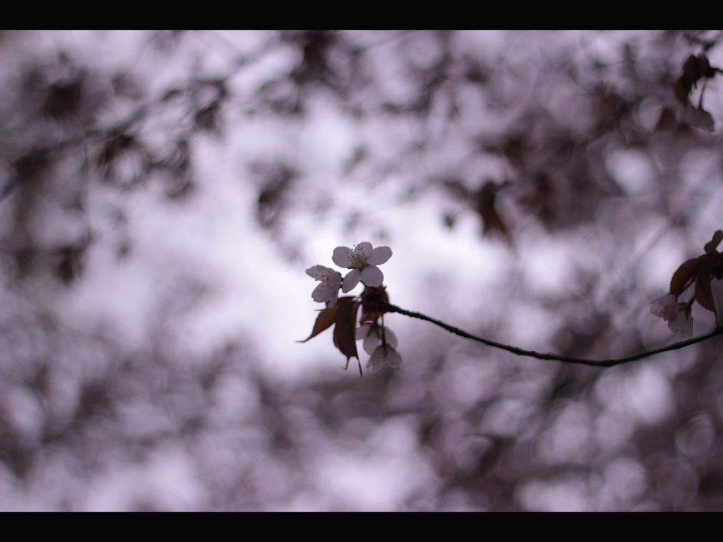 黒と桜