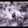 黒と桜