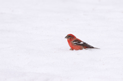 雪に舞い降りる