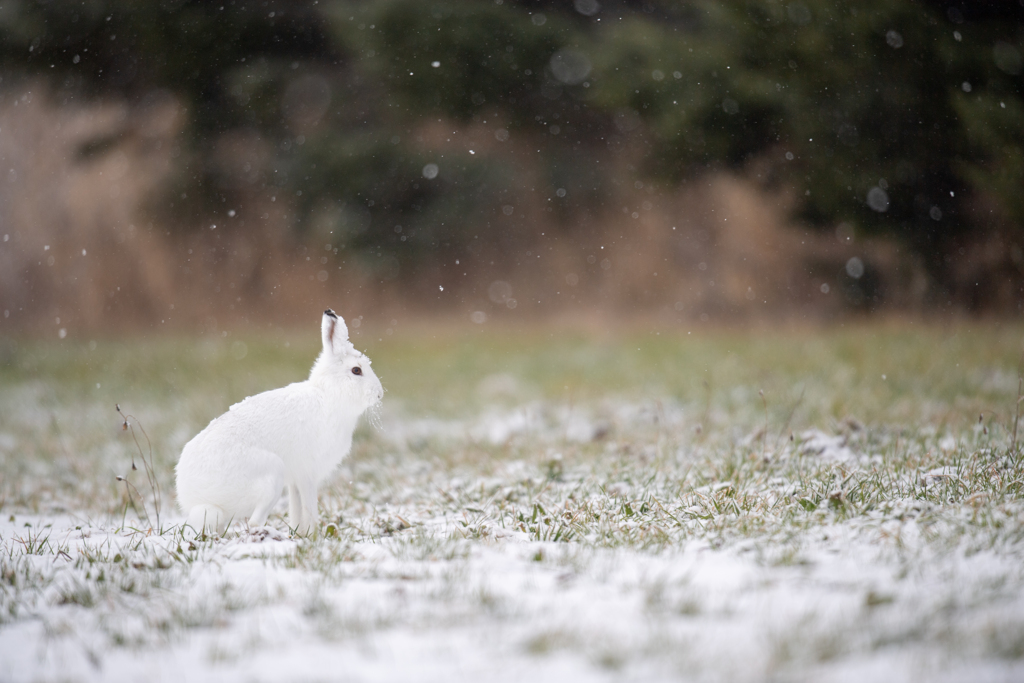 雪うさぎ