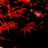 紅葉　2