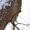 エゾコゲラ　1