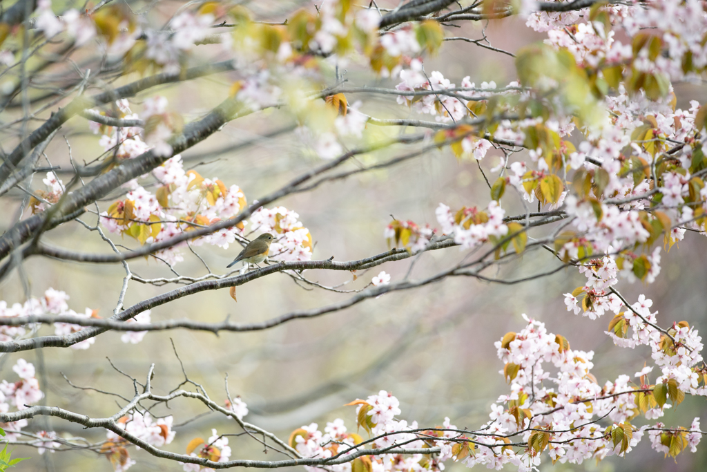 瑠璃桜