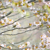 瑠璃桜