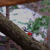 アカゲラ