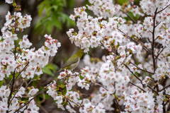 白い桜