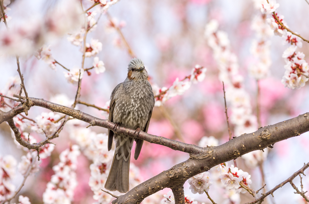 梅ひよ