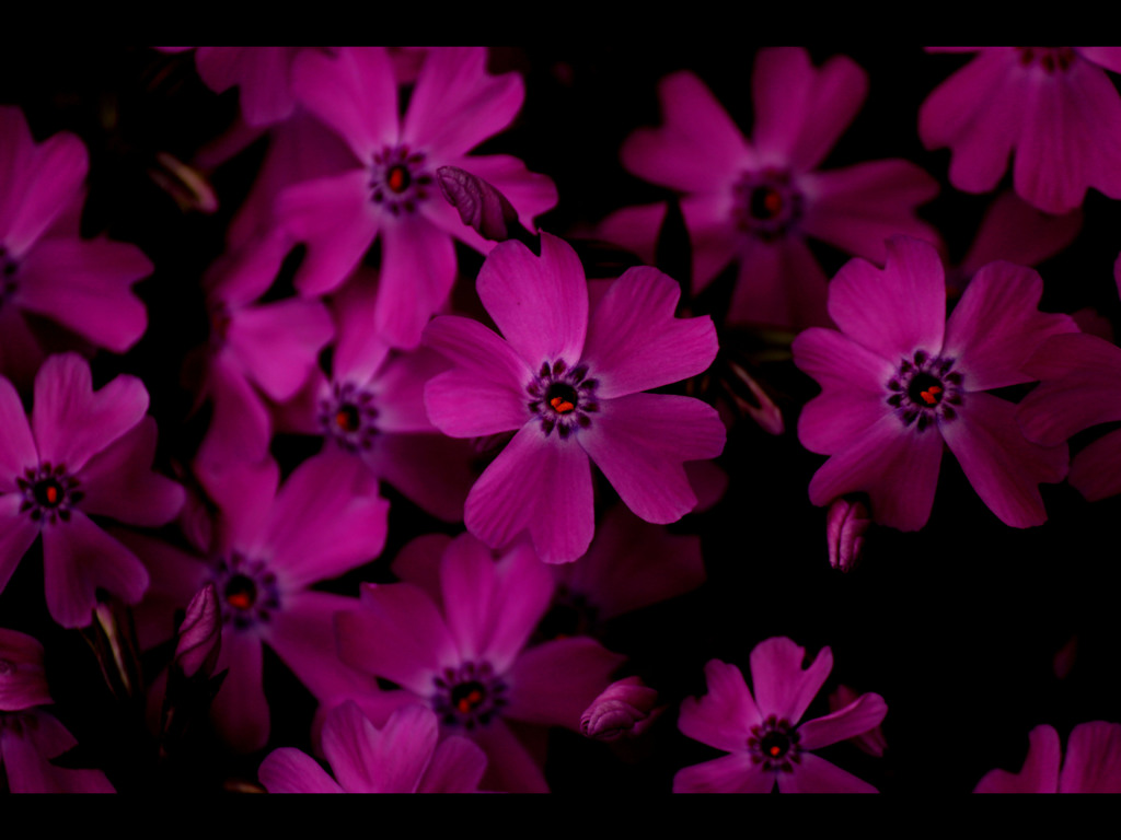 芝桜