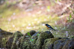 苔と桜とムギ