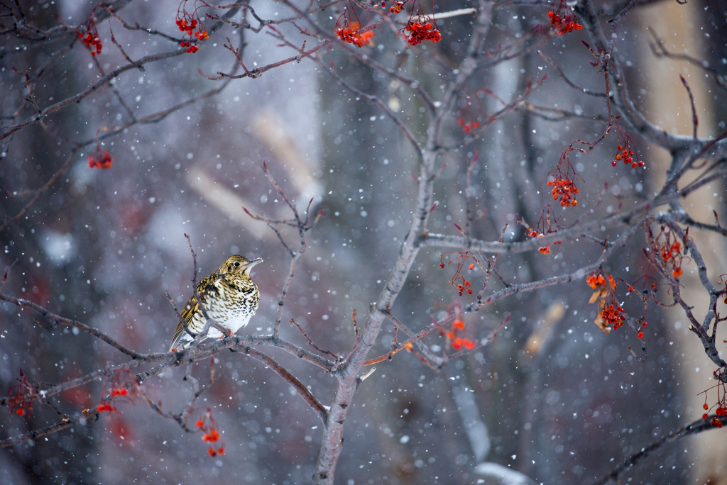 雪の中で