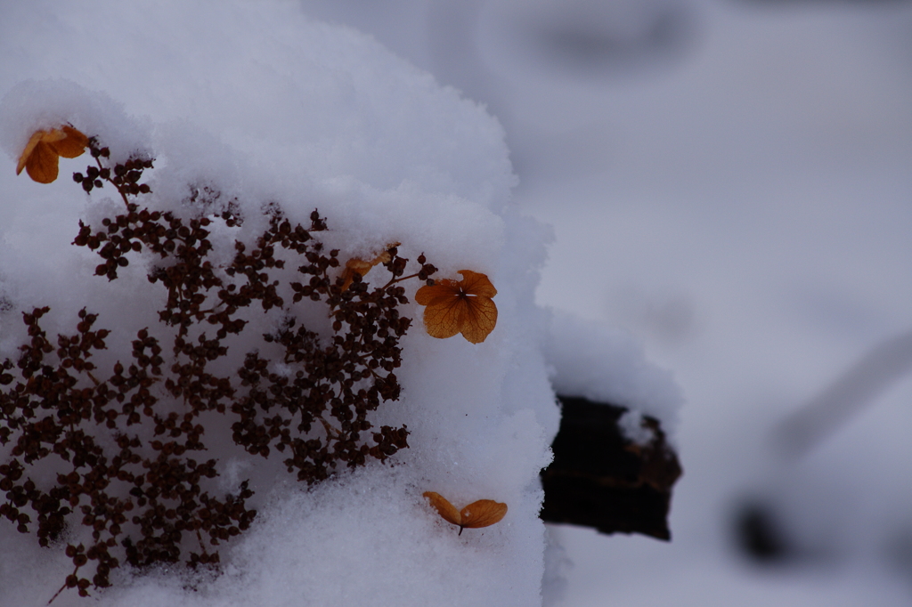 雪紫陽花